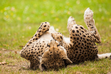 Gepard (Acinonyx jubatus)