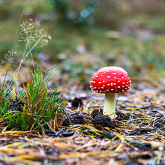 Autumn mushroom 1: fly agaric