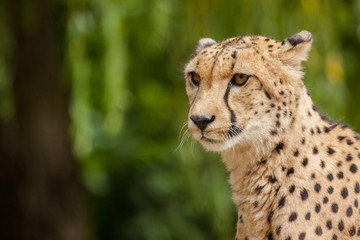 Gepard (Acinonyx jubatus)