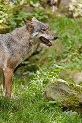Fototapeta premium Wolf oder Grauwolf (Canis lupus)