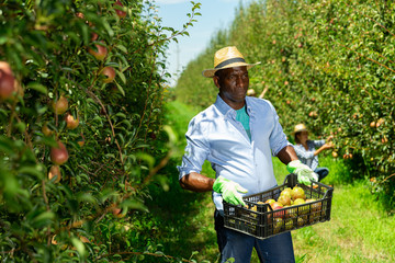 Fototapeta premium Farmer carrying crate with harvested pears