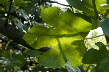 green leaves in water