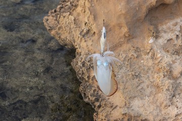 Kalmar fishing, cyprus, on the roks © NATALIIA TOSUN