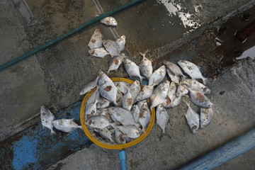 Fail of fish farming