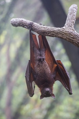 Fruit bat also known as flying fox with big leather wings hanging upside down swinging on tree branch on sharp claws