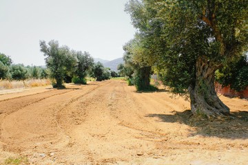 Plowed field and olive grove