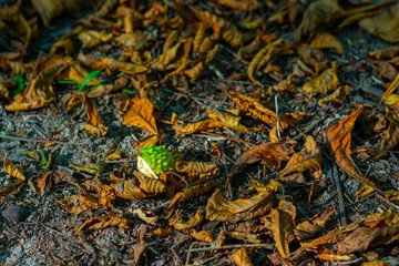 A chestnut nut lying on the ground among yellow autumn foliage