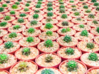 Abstract blur of small green cactus with thorn in red cultivation bowl background