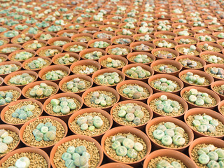 Small green cactus call Lithop in orange cultivation bowl background