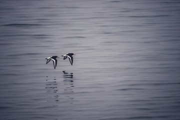 Tern flying over the water at low level