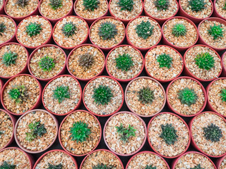 Small green cactus which look like flower in red cultivation bowl background