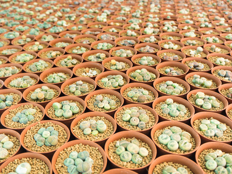 Small green cactus call Lithop in orange cultivation bowl background