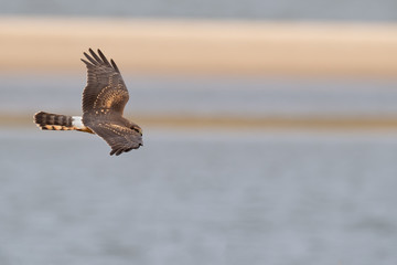 A Northern Harrier in flight.