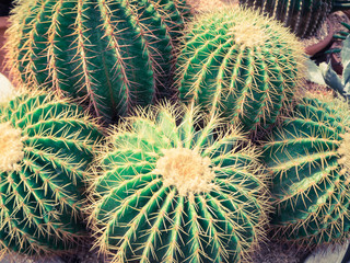 Green cactus in ball shape with yellow thorn on cultivation bowl, vintage filter