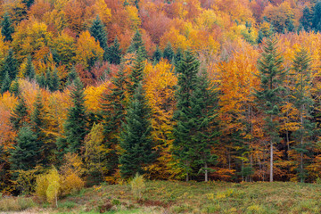 Golden Polish autumn landscape with trees in mountains