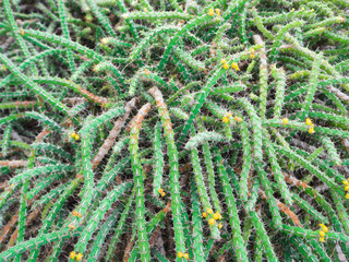 Green cactus in ivy shape with yellow thorn and flower in cultivation bowl, horizontal