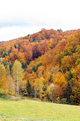 Autumn landscape with trees and blue sky in Poland