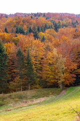 Colorful trees at autumn in the Polish mountains
