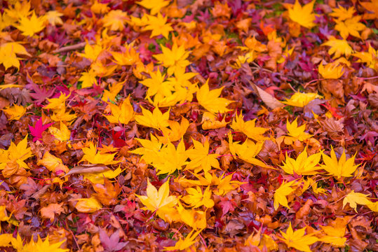 Red, orange and yellow maple tree fall in the garden with golden sunlight and blurred background, Japan.Red maple leaves/ branches in autumn season background
