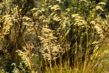 dry grass backlit in the foreground