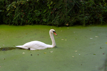 Mute swan (Cygnus cygnus) swimming in ditch covered with duckweed