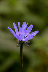 Common chicory (Cichorium intybus); close-up of flower