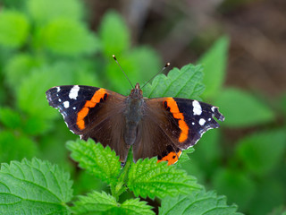 Red admiral (Vanessa atalanta) resting on leaves of nettle