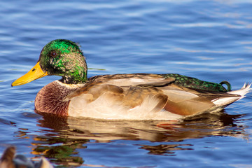 Mallard drake swims on a sunny day in the clear water of a large lake