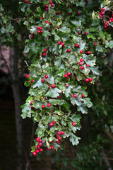 Branch with berries of Hawthorn (Crataegus monogyna)