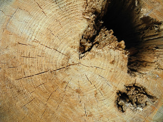 Сross section of pine with hole close up. Natural wood texture. 
