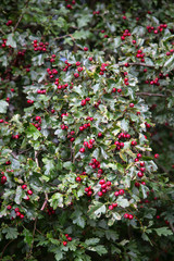 Branch with berries of Hawthorn (Crataegus monogyna)