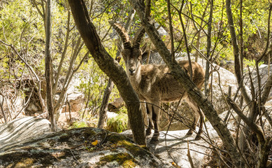 Wild mountain goat in freedom in the mountains of Madrid