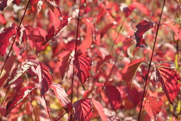 Red autumn sunny day red leaves texture close up background. Autumn nature bright colors time