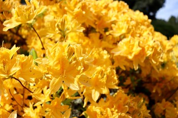 Closeup image of yellow flowers in full bloom