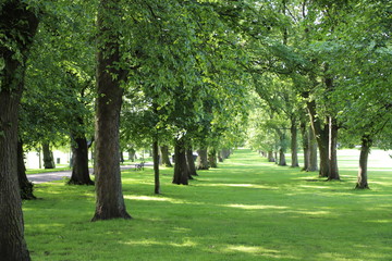 Fototapeta na wymiar Trees forming natural pathway through public park in summer