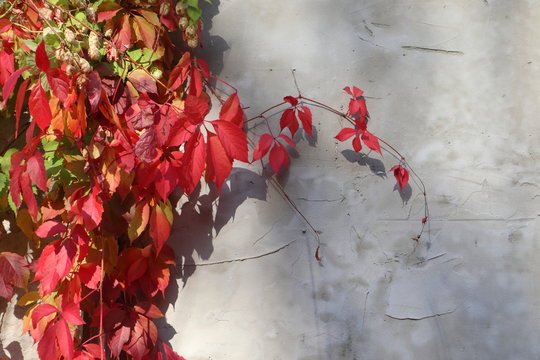 Red grape autumn leaves on concrete wall background sunny light and shadow pop whitespace closeup fall image