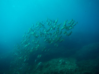 sea ​​bottom with many fish