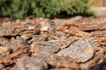 lawn made of pieces of tree bark