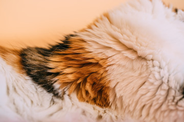Close up view of tricolor cat fur as texture and background for design. 