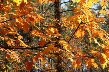 Autumn bright yellow orange oak tree leaves with blue sky gold time mood nature season