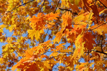 Naklejka na ściany i meble Autumn bright yellow orange oak tree leaves with blue sky gold time mood nature season