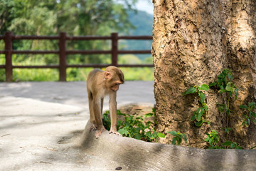 Monkey under the tree at Khao Yai National Park in Thailand