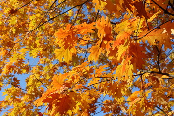 Autumn bright yellow orange oak tree leaves with blue sky gold time mood nature season