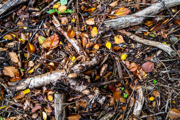 feuilles et branches au sol