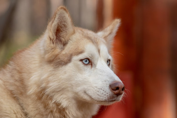 Fototapeta premium the snout of a dog breed Siberian husky