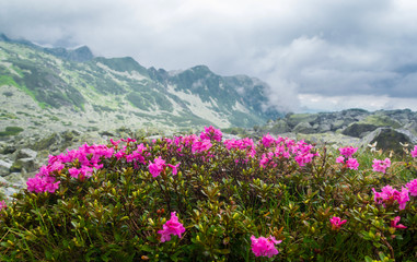 Magic pink rhododendron flowers on summer in foggy mountain. Blossoming rhododendron in mountains. Summer landscape with pink flowers.