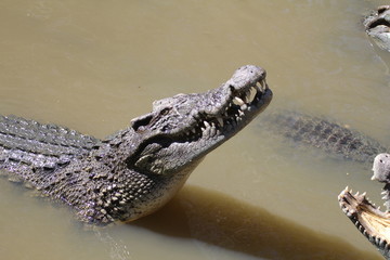 Аллигатор