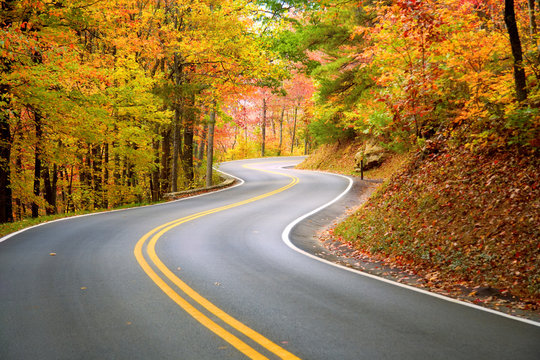 road in autumn with fallen leaves