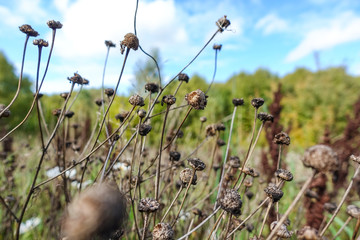 Blue sky and dry grass. Blue sky on the horizon.