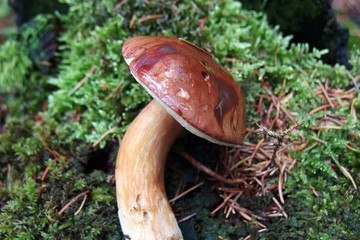 Maronenröhrling, essbarer Pilz